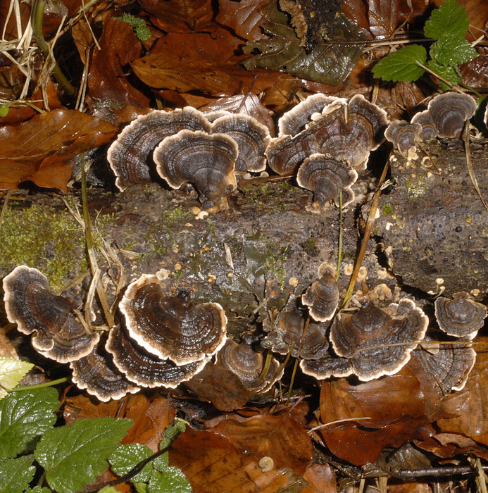 Schmetterlingstramete (Trametes versicolor) - © Heinz  Prelicz